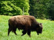 290  bison.JPG